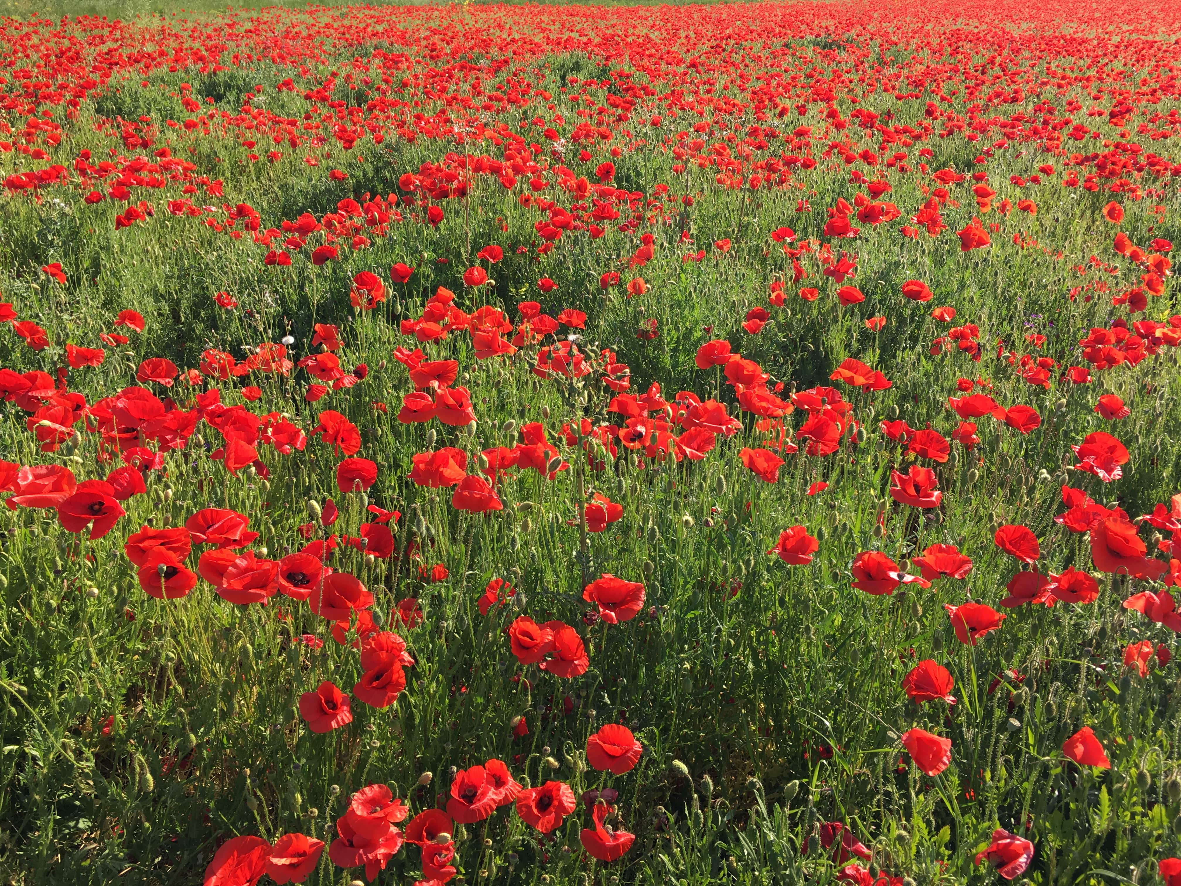 Melina Jurčić Melinadigital Foto
