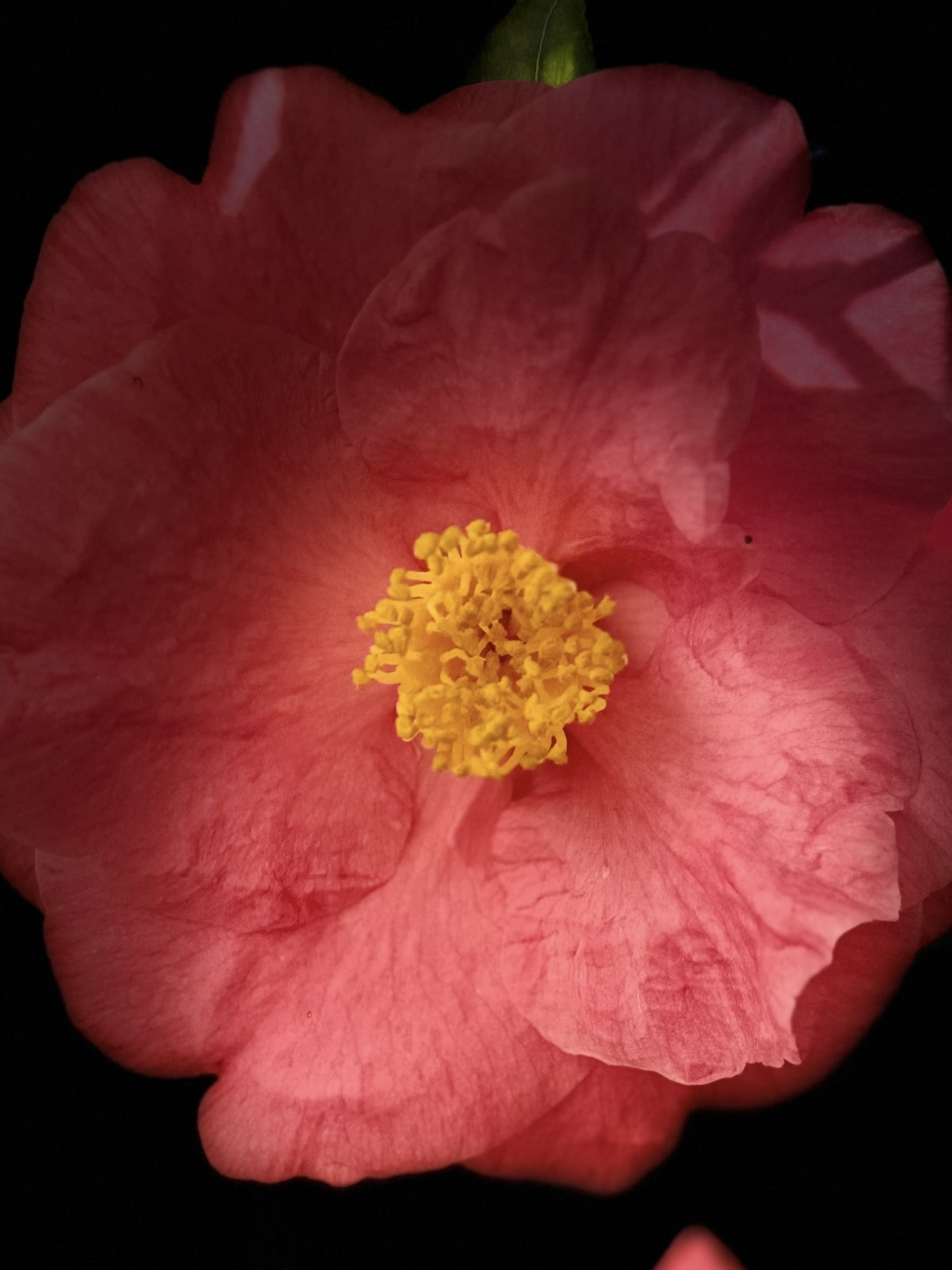 Melina Jurčić Melinadigital Foto