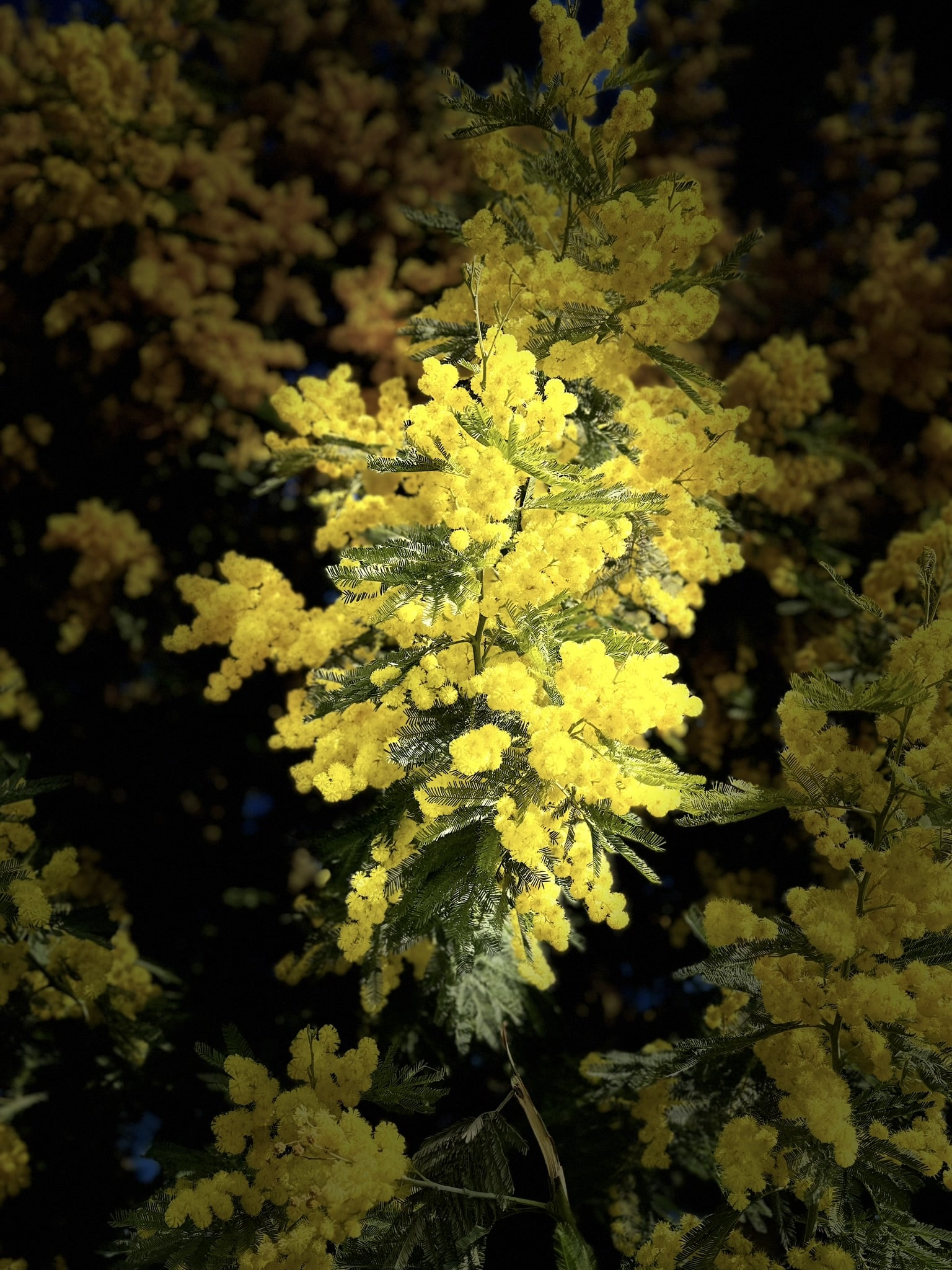 Melina Jurčić Melinadigital Foto