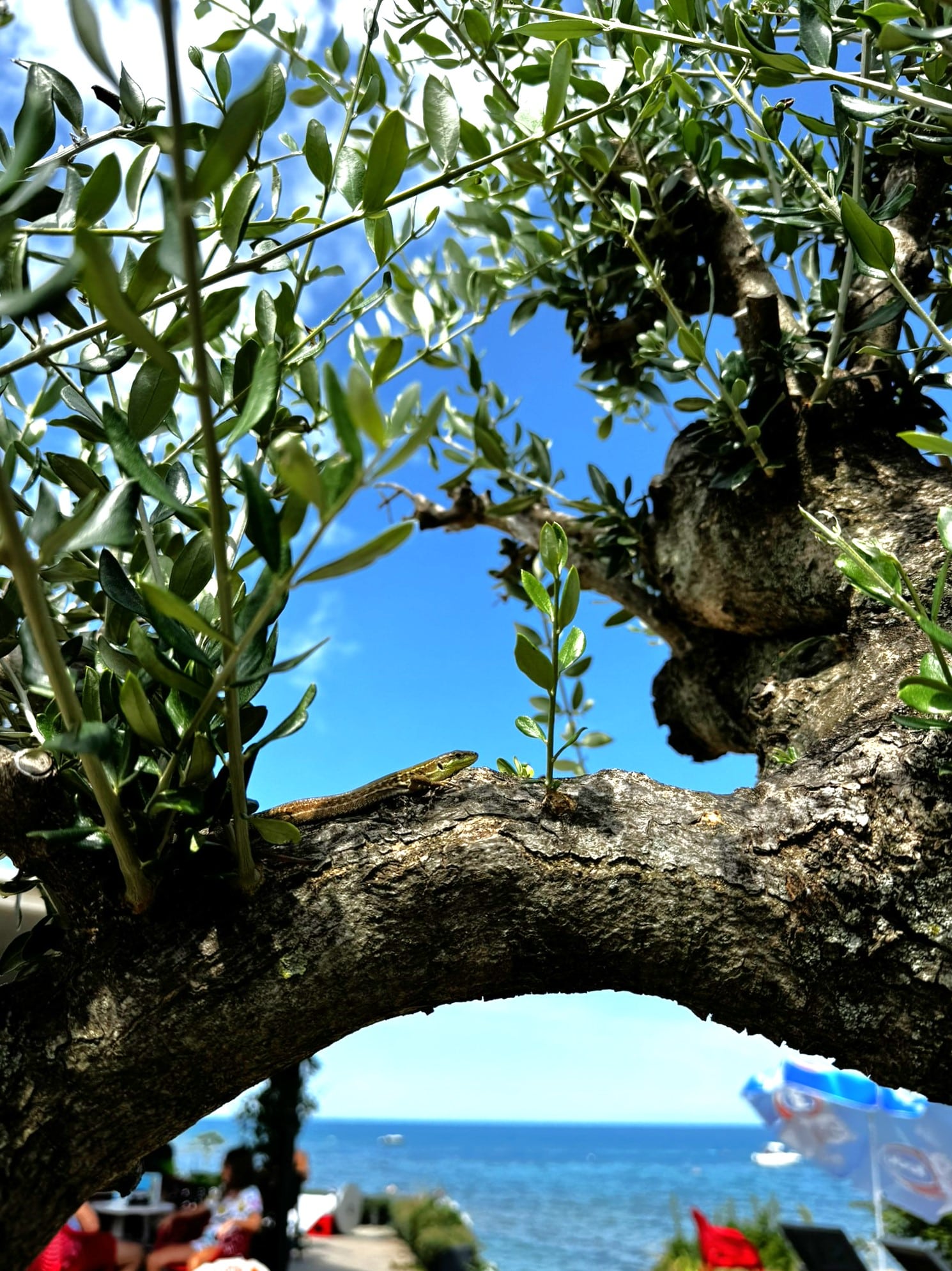 Melina Jurčić Melinadigital Foto