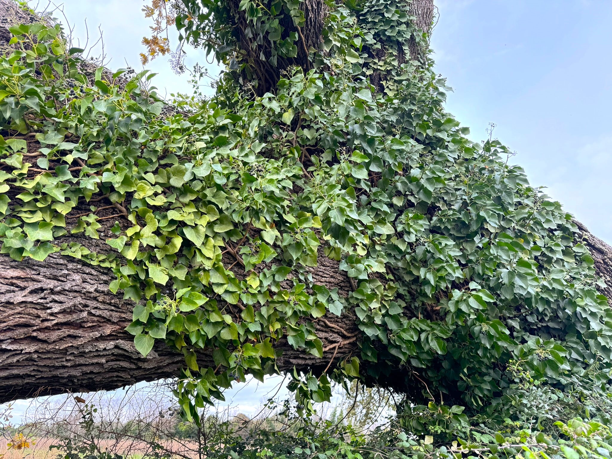 Melina Jurčić Melinadigital Foto