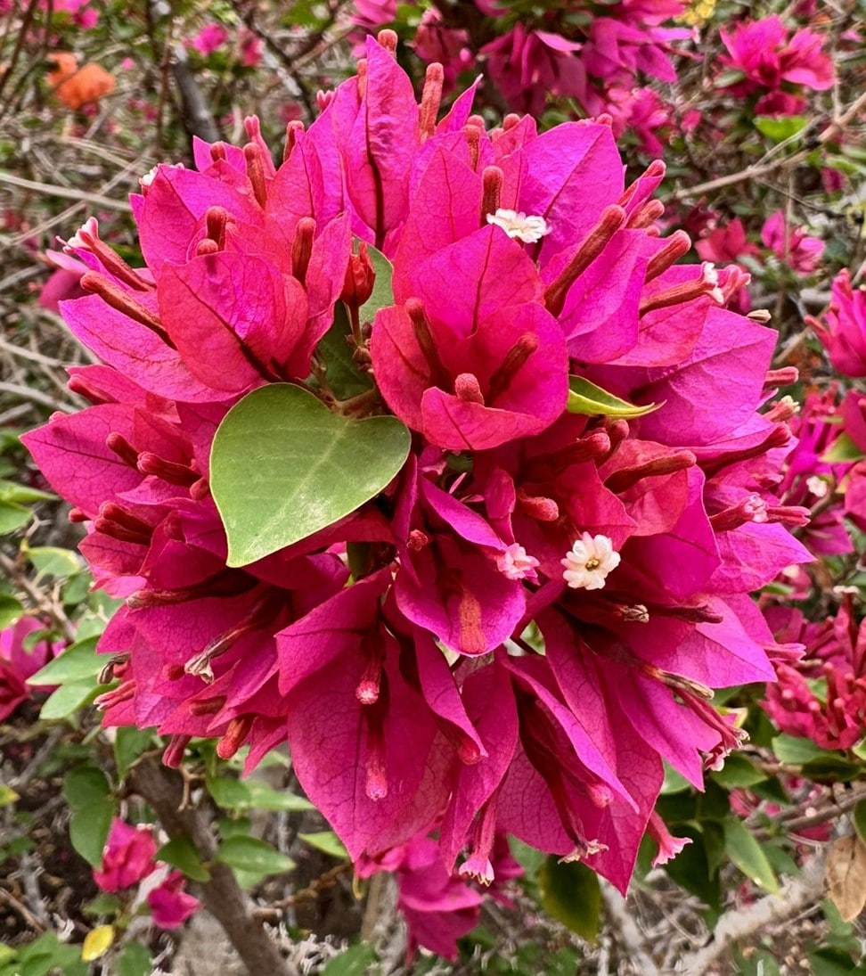 Melina Jurčić Melinadigital Foto